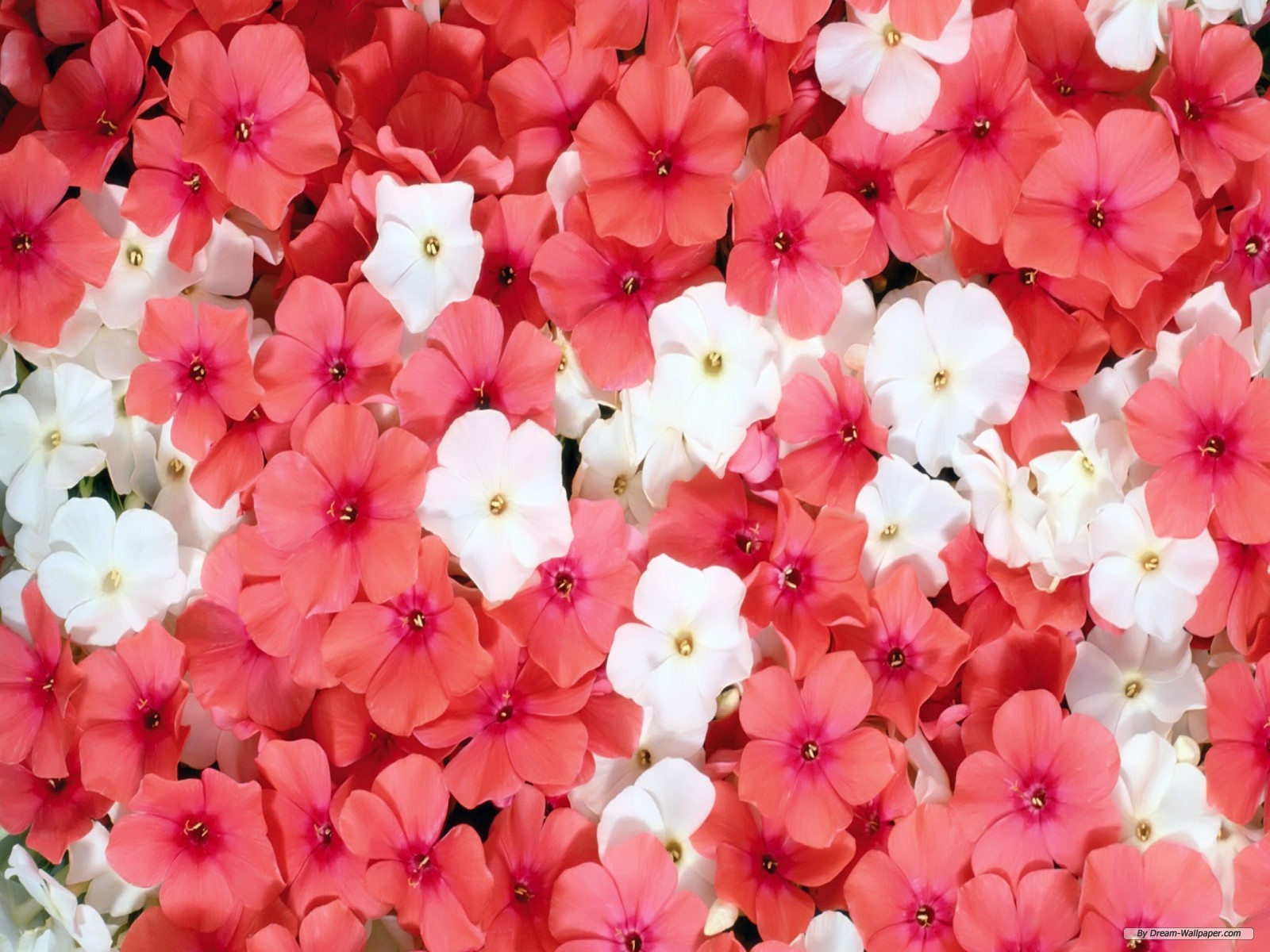 Beautiful Flower Wallpaper For Desktop
