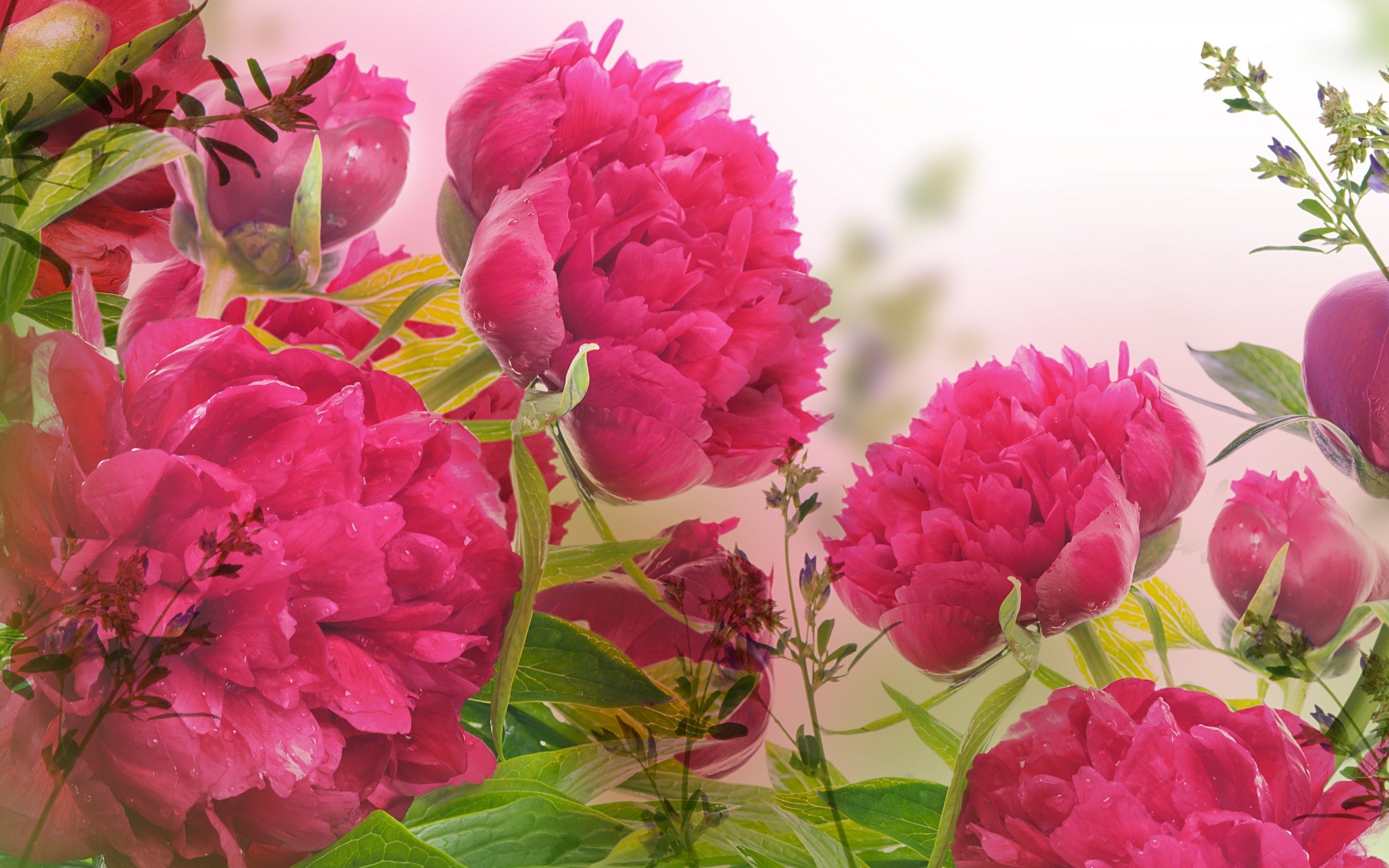 Peonies Beautiful Flowers Wallpaper HD Download For Desktop