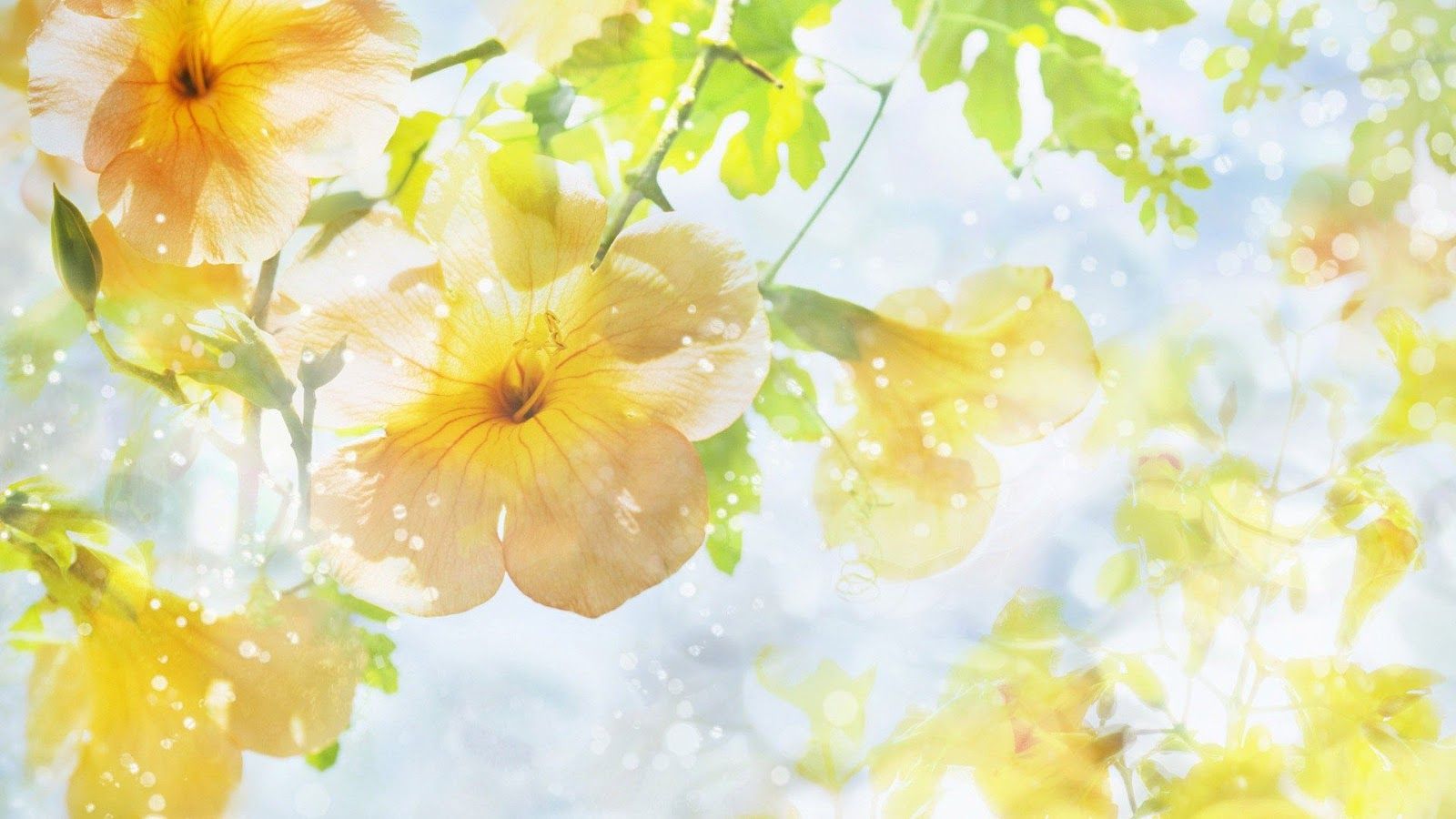 Beautiful Flowers Wallpapers Free Download - Desktop Backgrounds
