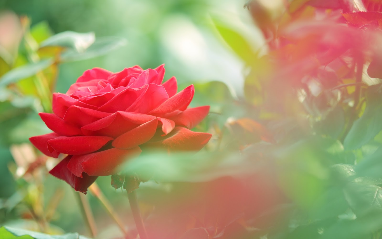 flower of love rose desktop