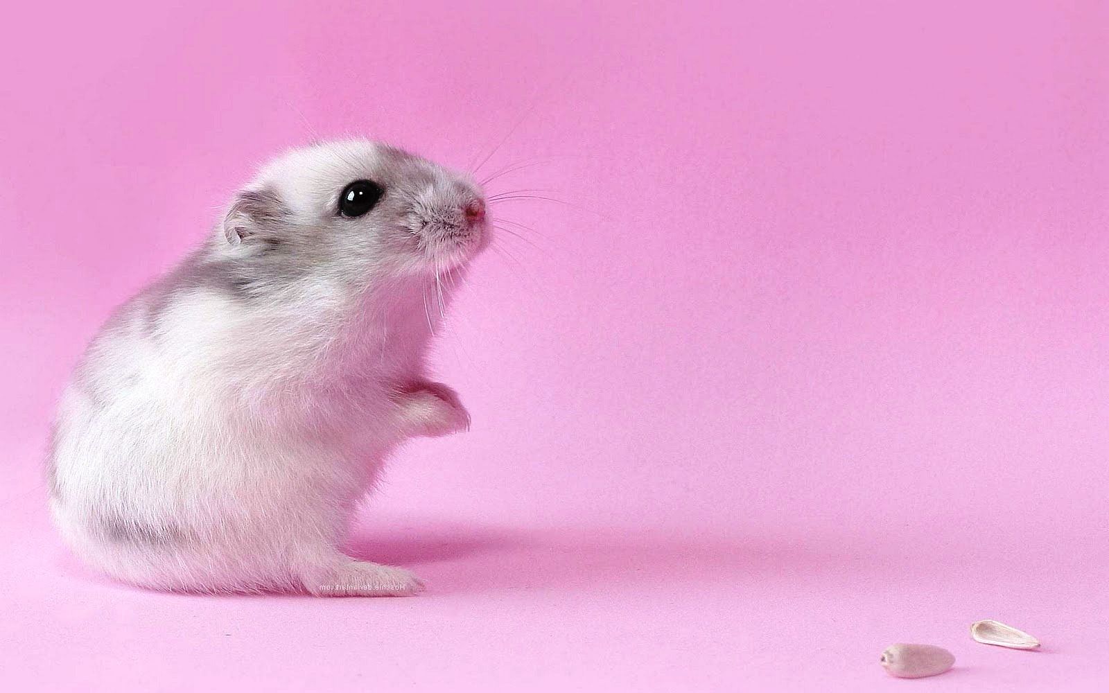 Cute-Hamster-Wallpapers.jpg