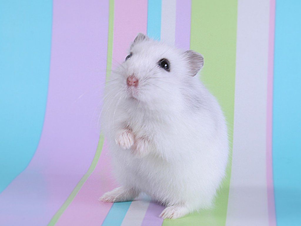 Hamster animale wallpaper