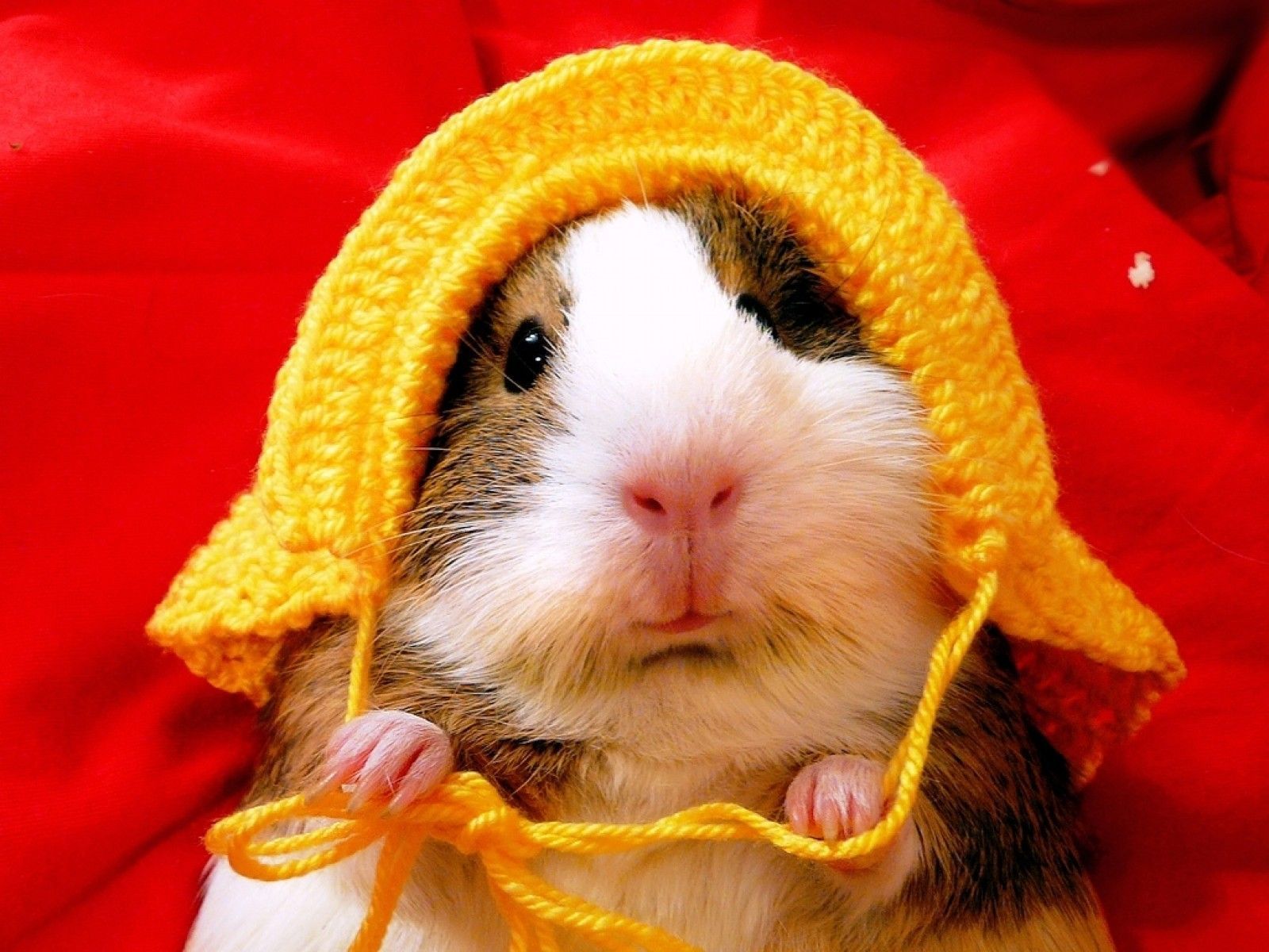 Awesome Image Hamster Wallpaper HD