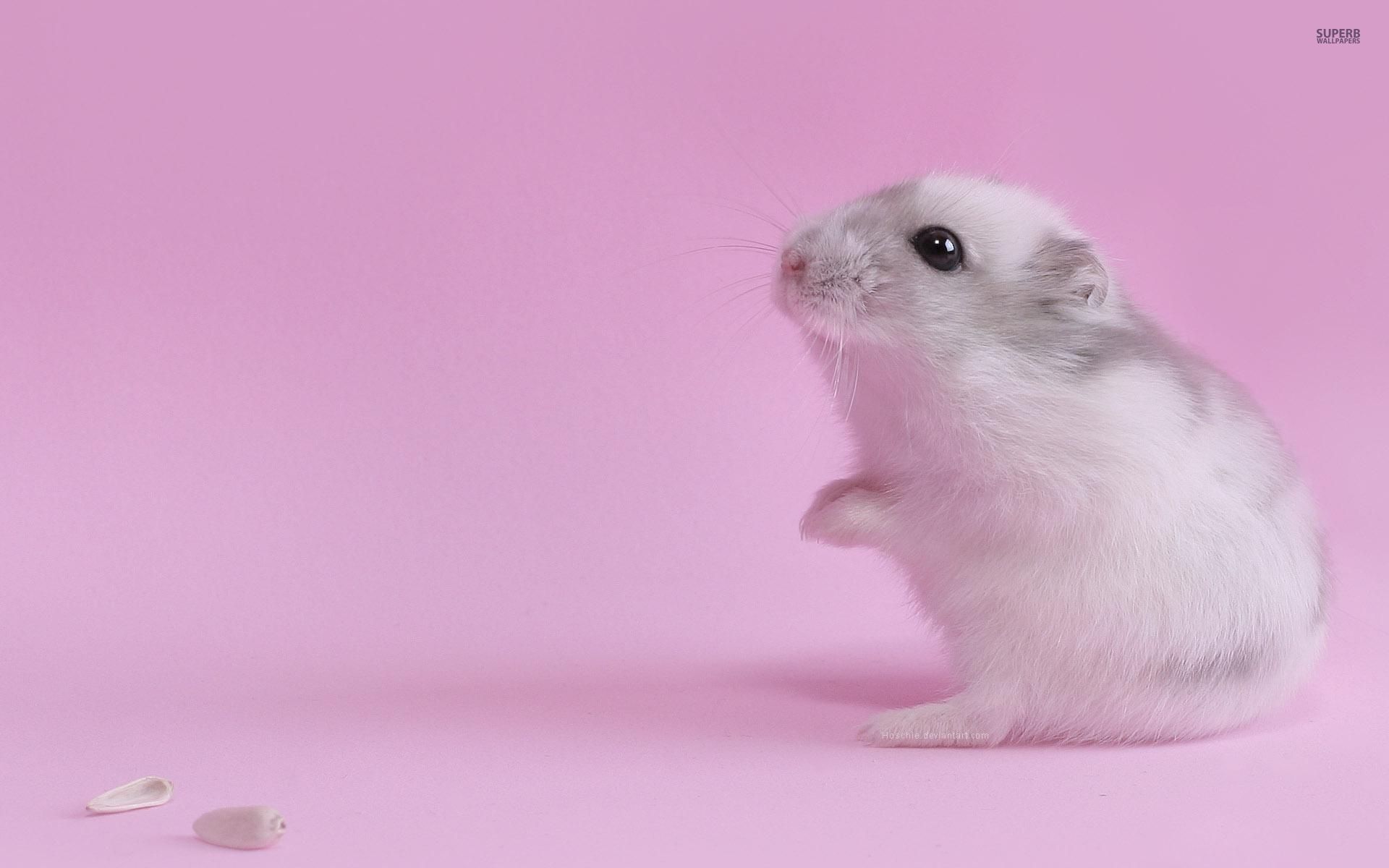 Cute hamster wallpaper - Animal wallpapers - #29471