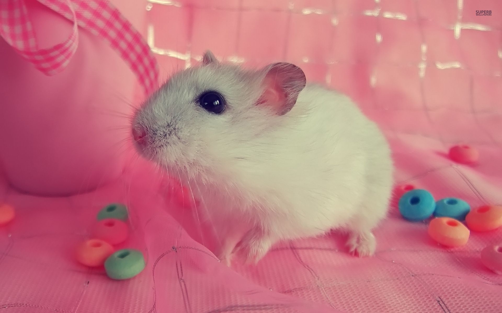 Cute hamster wallpaper - Animal wallpapers