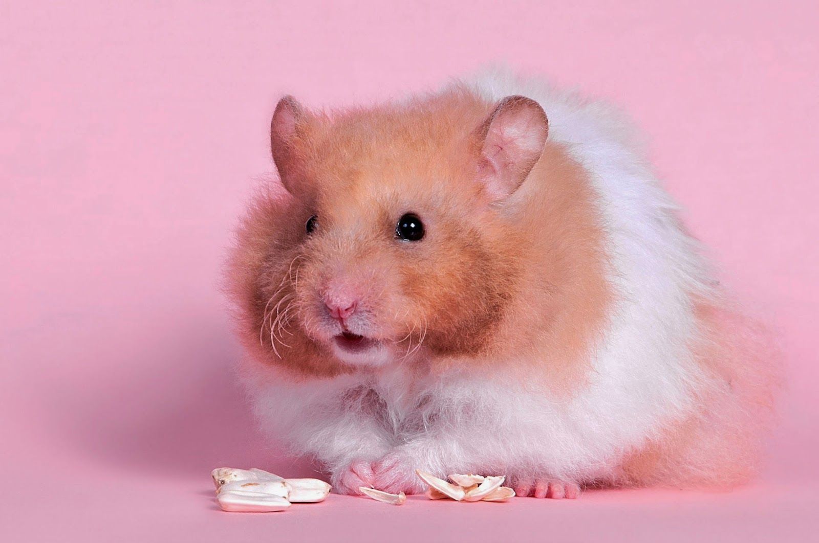 Hamster Wallpapers HD - Beautiful wallpapers collection 2014