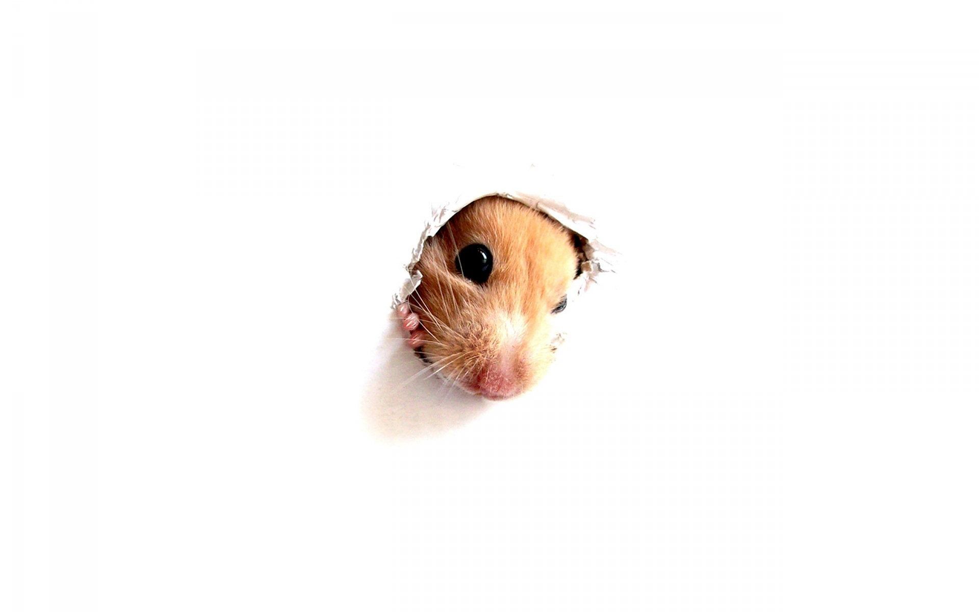 Animals Hamster Peeking Out Of A White Hole Wa #12215 Wallpaper ...