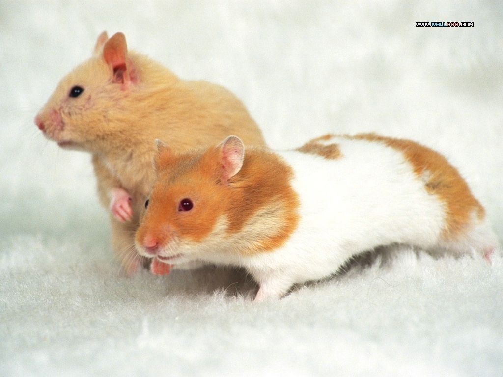 Cute Pet Hamster Wallpapers / Photos8 - wallcoo.net