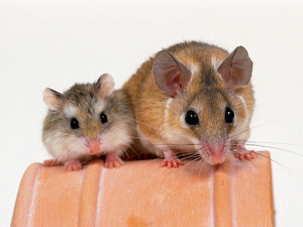 My Wallpapers Corner: Two Cute's Brown Hamster Wallpaper