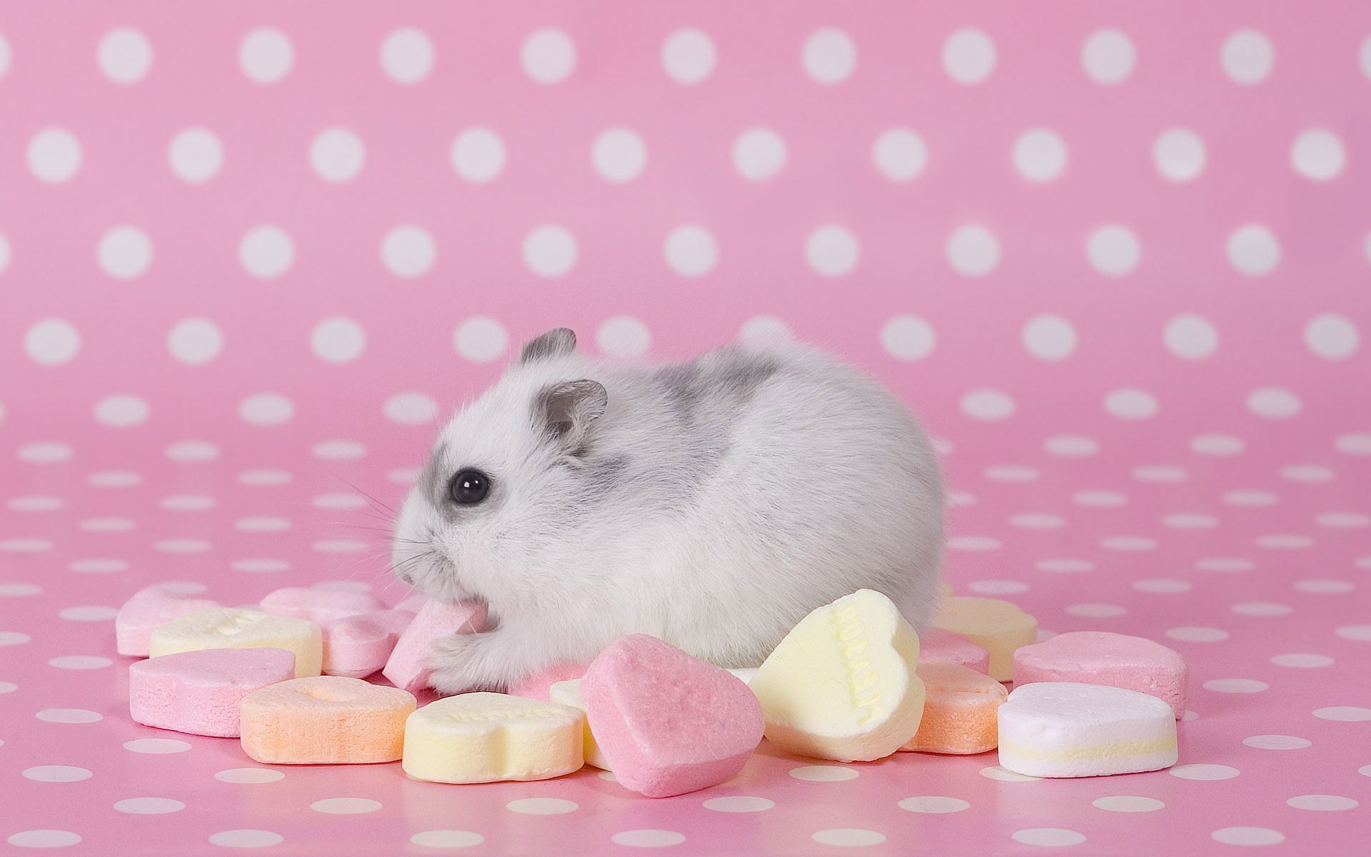 Cute Hamster Wallpapers Group (47+)