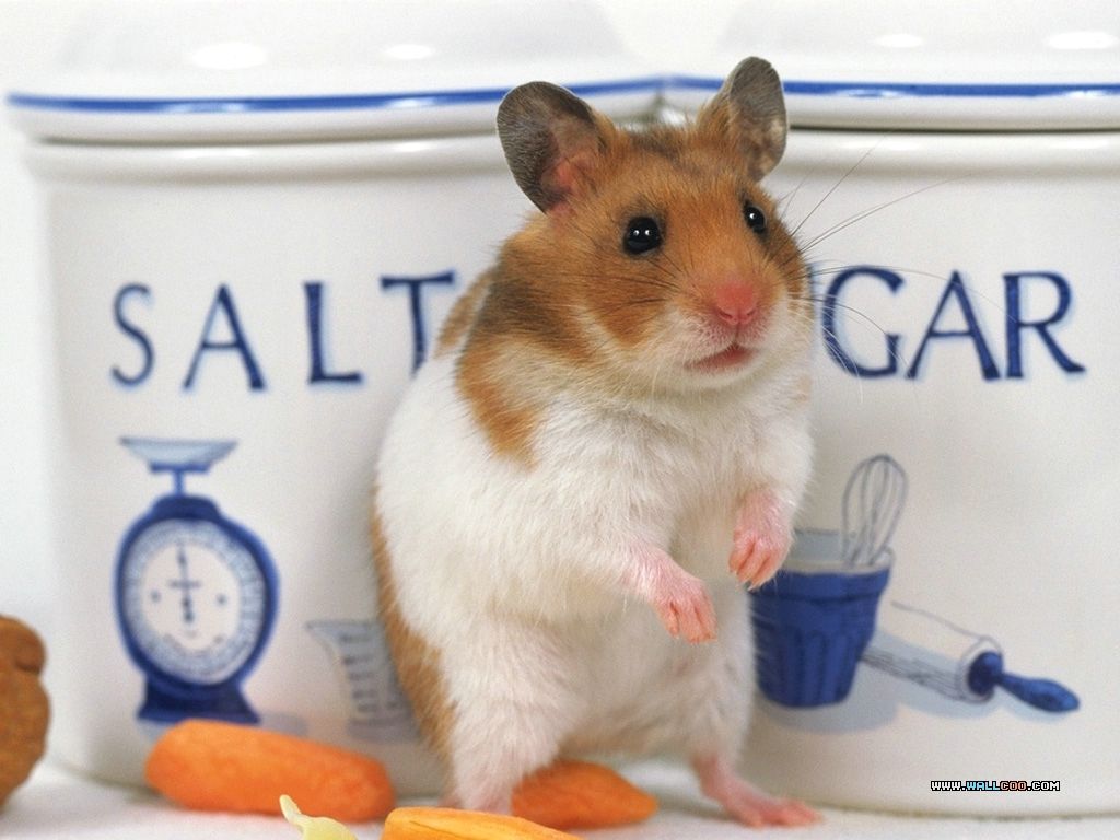Cute Pet Hamster Wallpapers / Photos16 - wallcoo.net