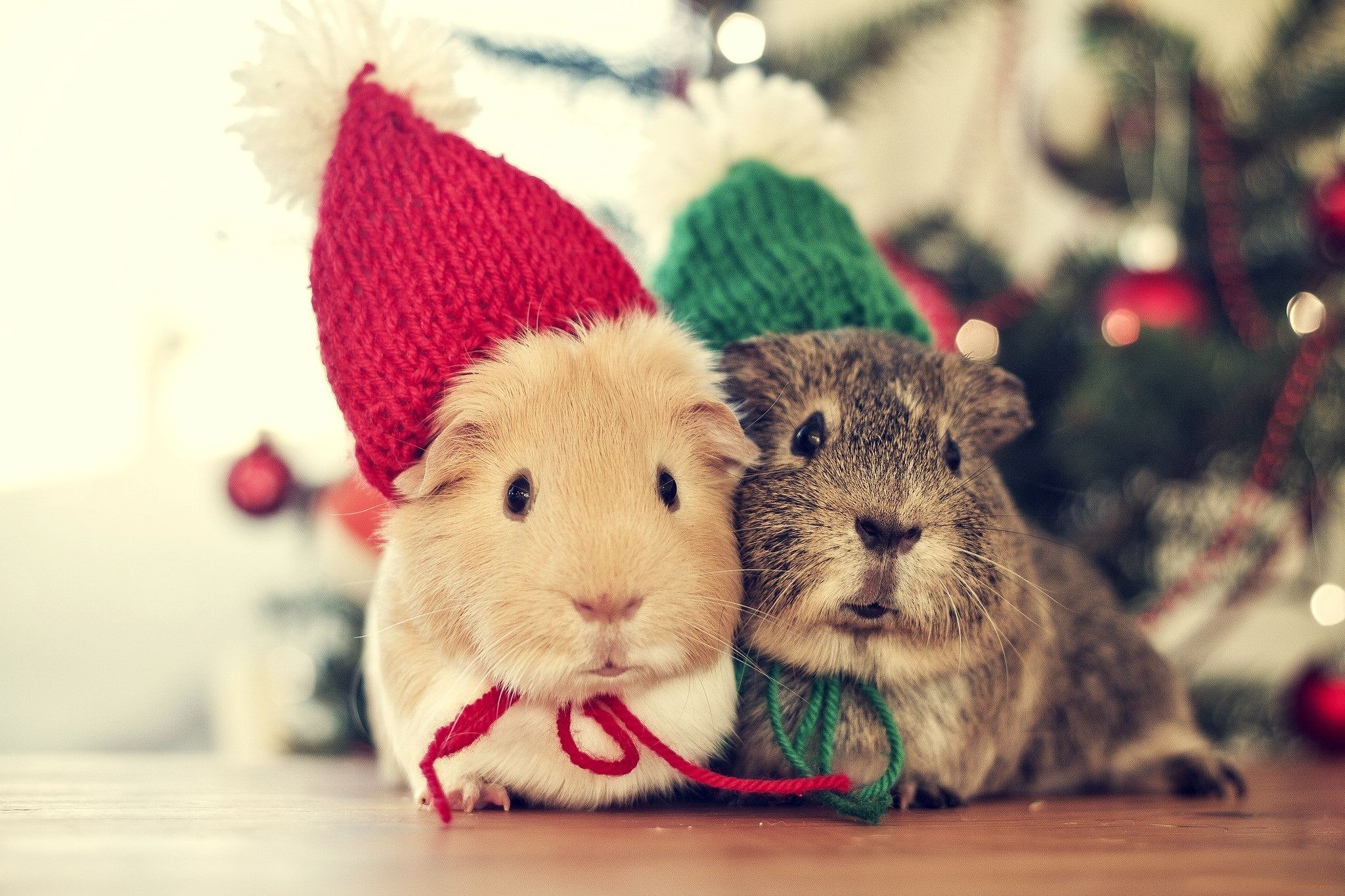 cute, hamster, holiday, christmas, beanie, hd, wallpaper, picture, hat