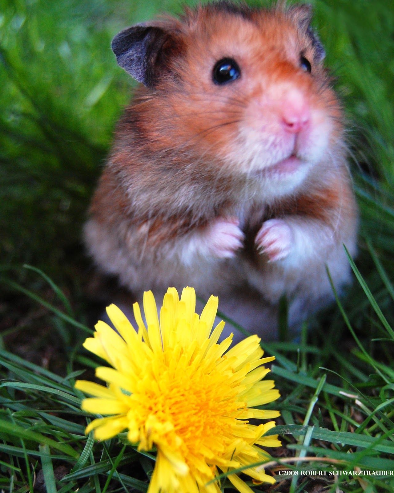 My Wallpapers Corner: Cute Hamster And Sun Flower Wallpaper