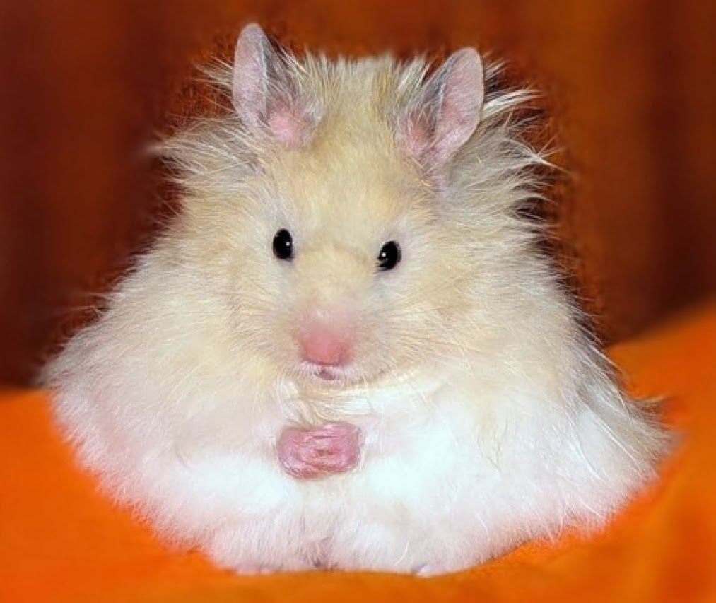 Funny Fluffy Hamster - Computer Screen Saver. PC Desktop Wallpaper.