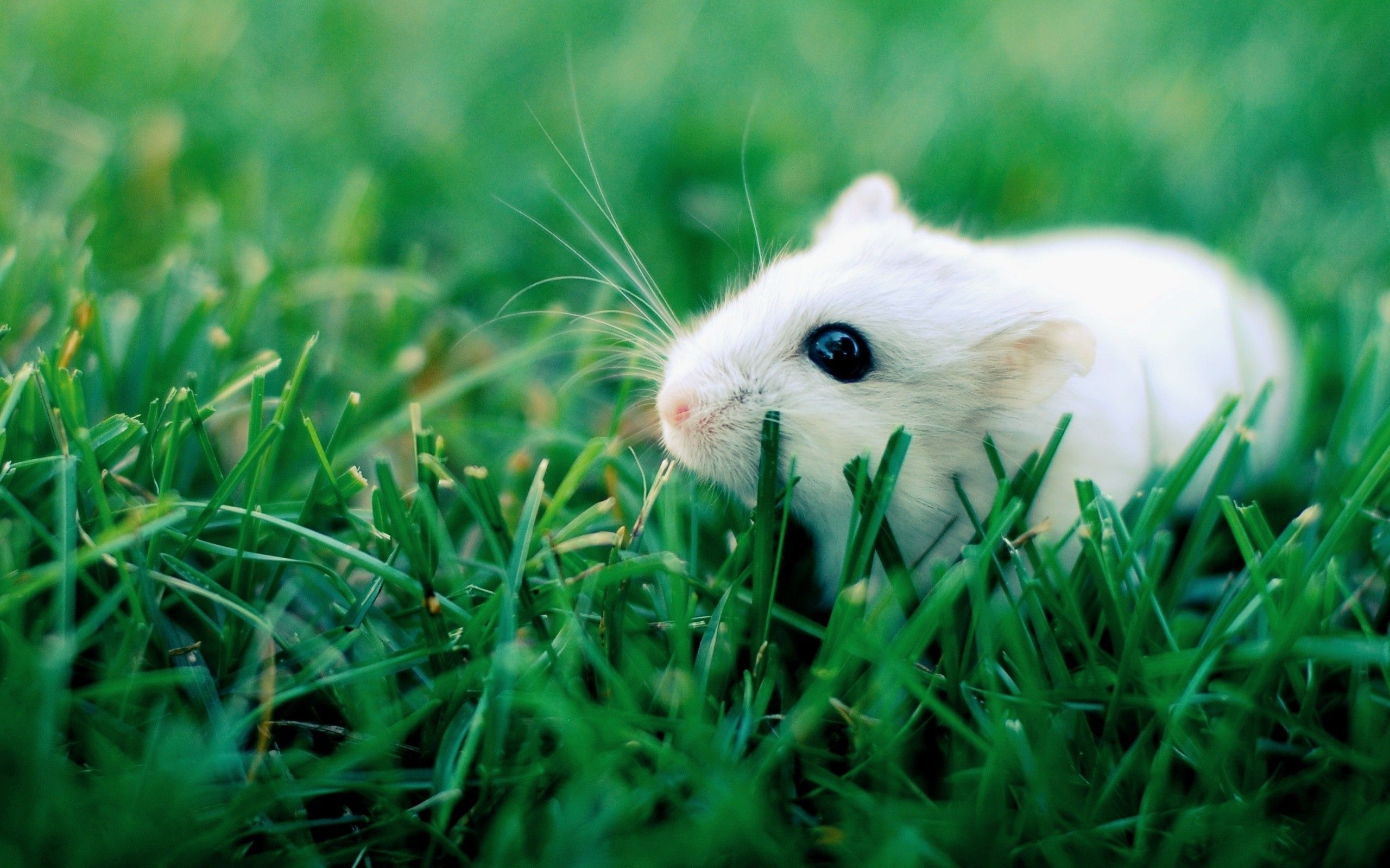 wallpaper: Hamster, Grass, Crawling, Rodent, cute wallpaper