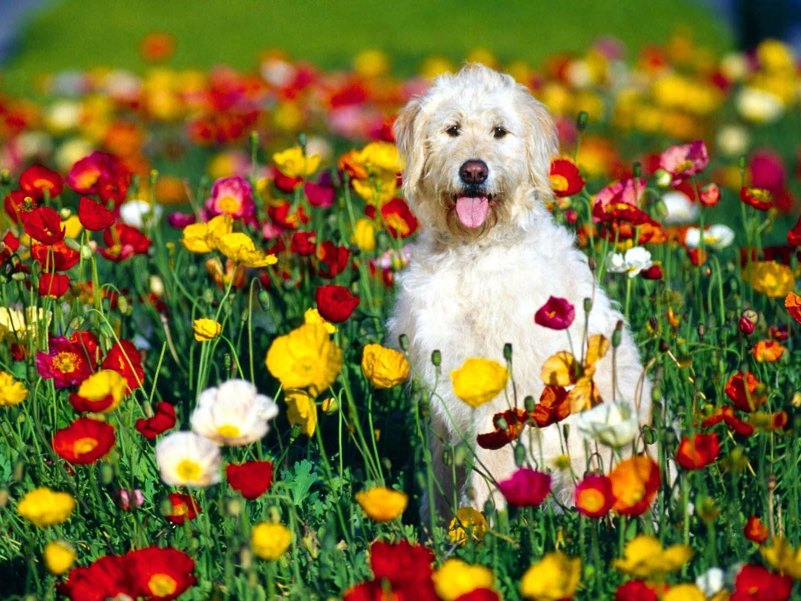 Free wallpaper Irish Wolfhound dog in flowers