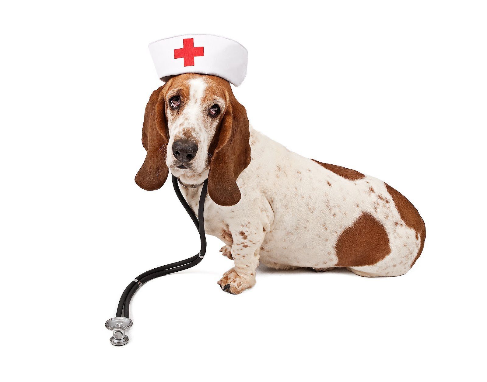 Basset hound in nurse costume wallpapers and images - wallpapers ...