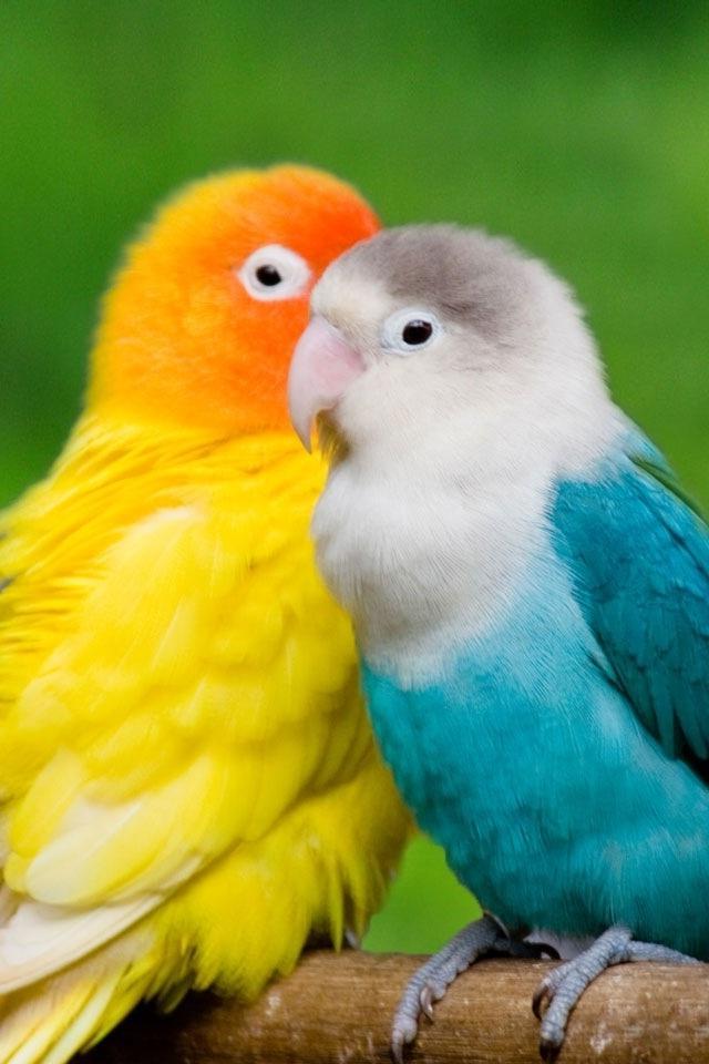 Hd Mobile Wallpapers For Your Smart Phone Love Birds ...