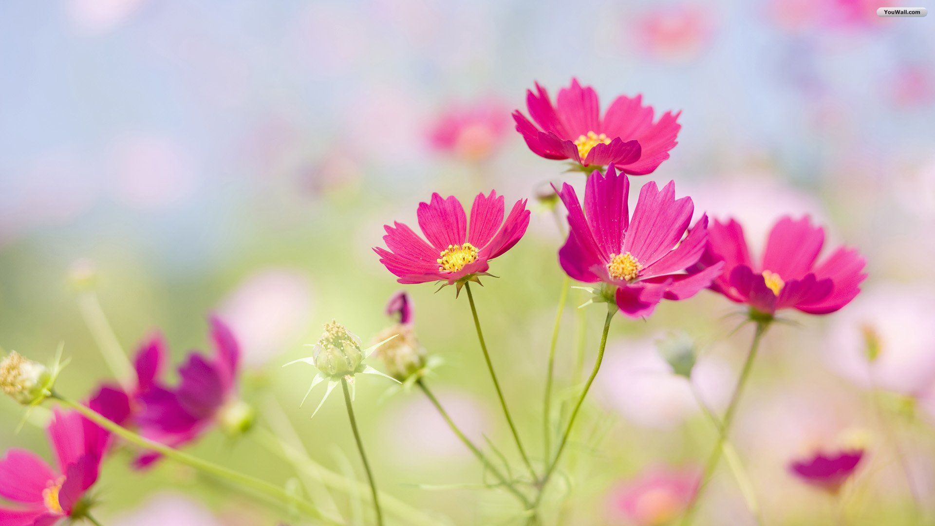 Beautiful flower pictures and wallpapers Download