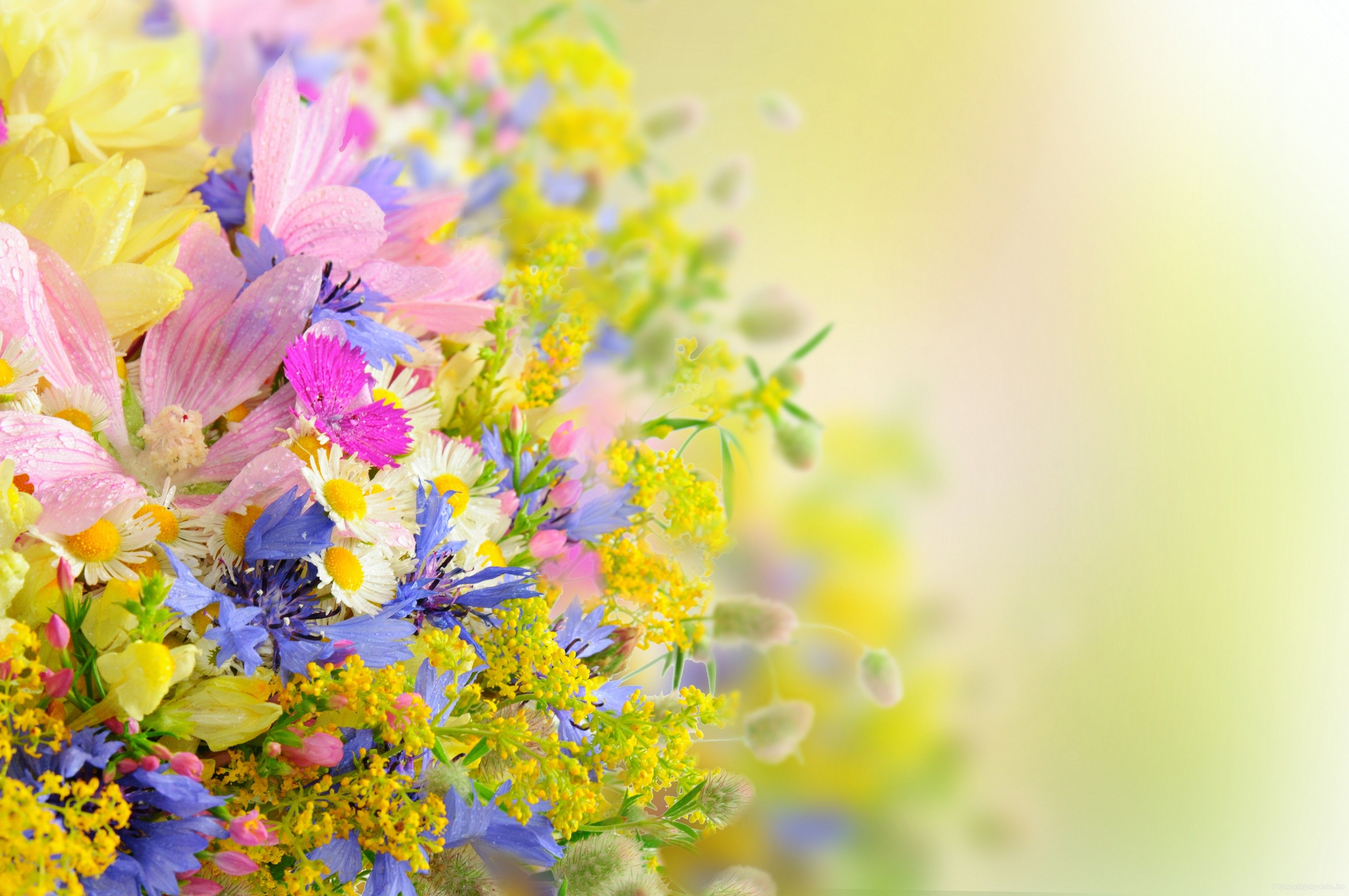 30 Beautiful Flower Wallpaper Free To Download - Roohdaar
