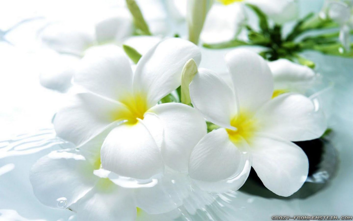 Beautiful White Flowers Wallpaper Desktop | HD Wallpapers Desktop ...