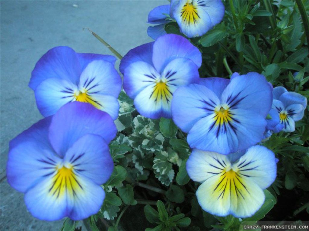Download Blue Beautiful Flowers Wallpaper Full HD Backgrounds