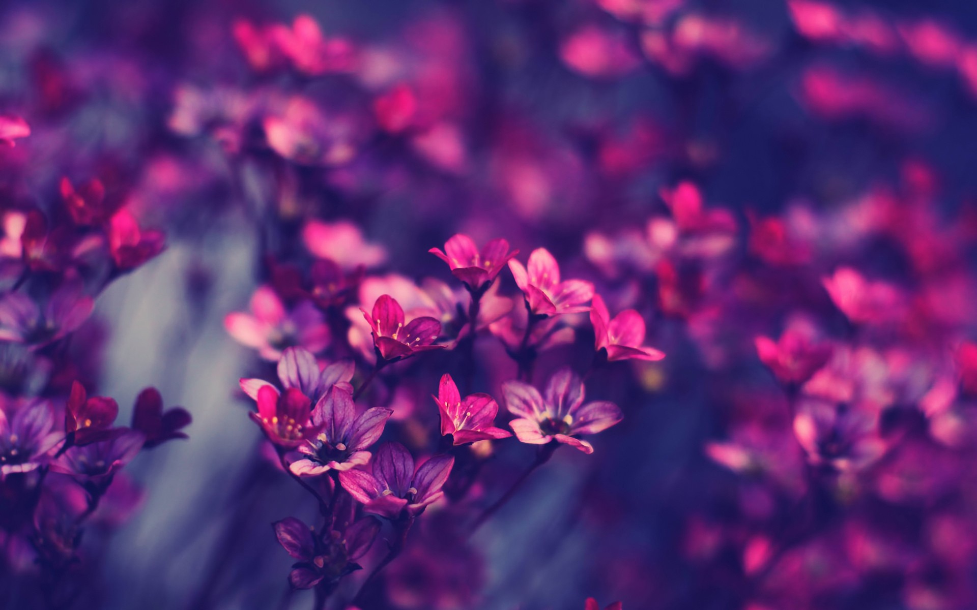 Beautiful flower wallpapers for desktop free download Beautiful