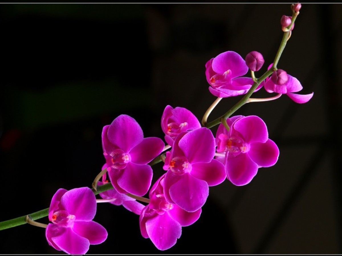 Download Beautiful Flowers Wallpapers HD Wallpapers Desktop ...