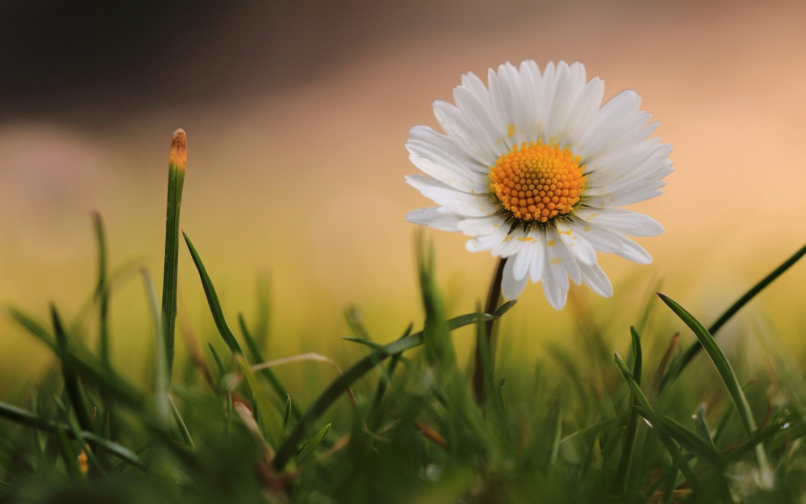 Chamomile Beautiful Flower Wallpaper High Quality Download