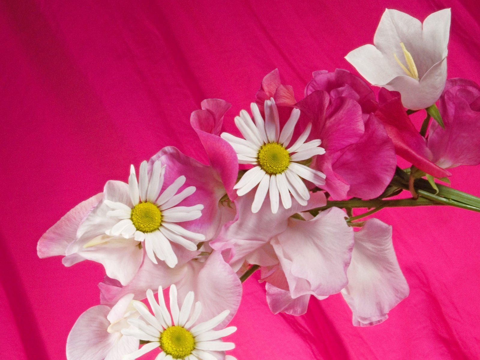 Beautiful Flowers Wallpaper Free Download - All Wallpapers New