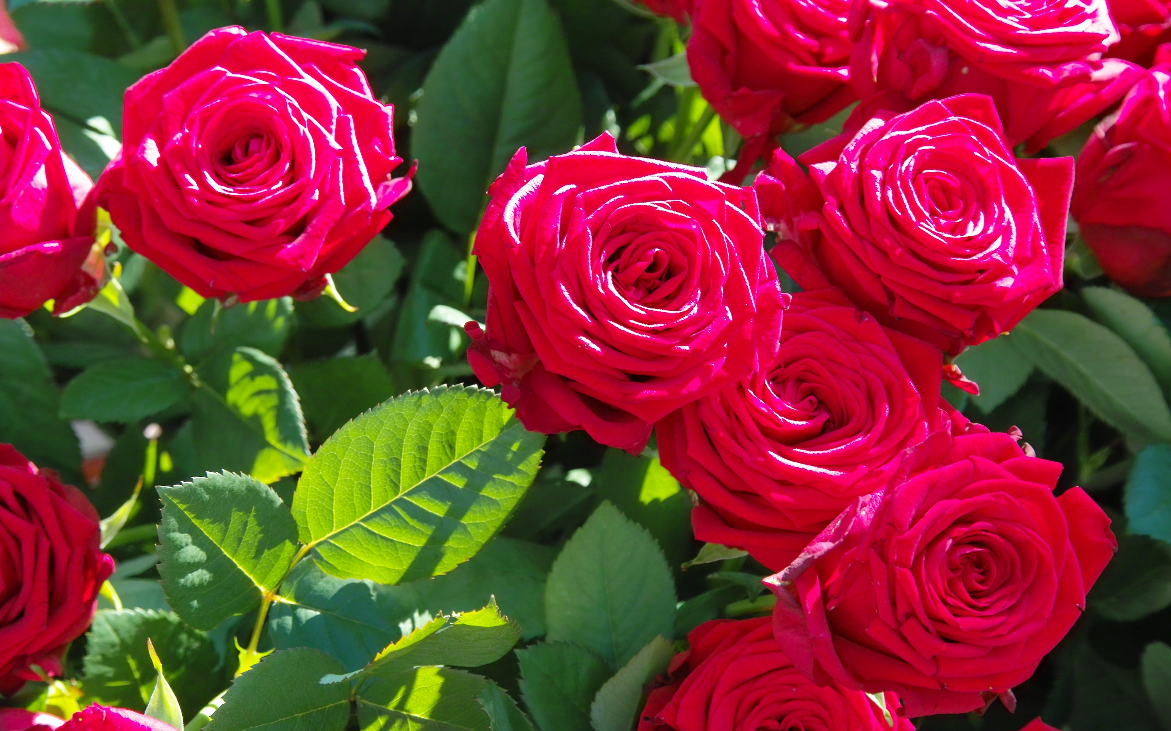 Rose Leaves Beautiful Flowers Wallpaper HD in 4K Resolution