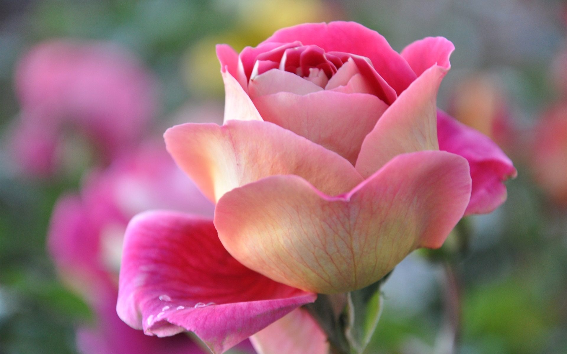 Pink Rose Beautiful Flower Wallpaper HD Download For Desktop