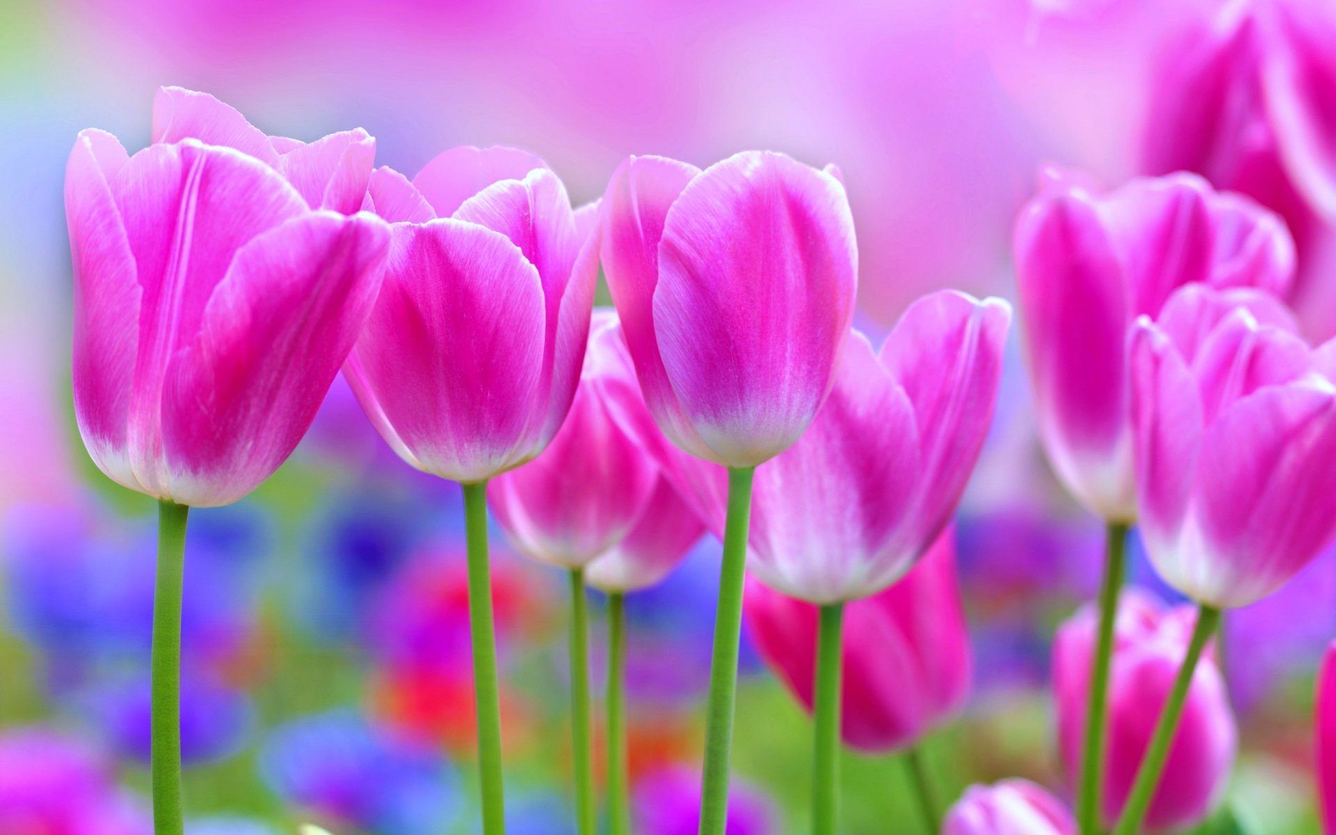Pink Tulips Beautiful Flower Wallpaper HD Download Desktop