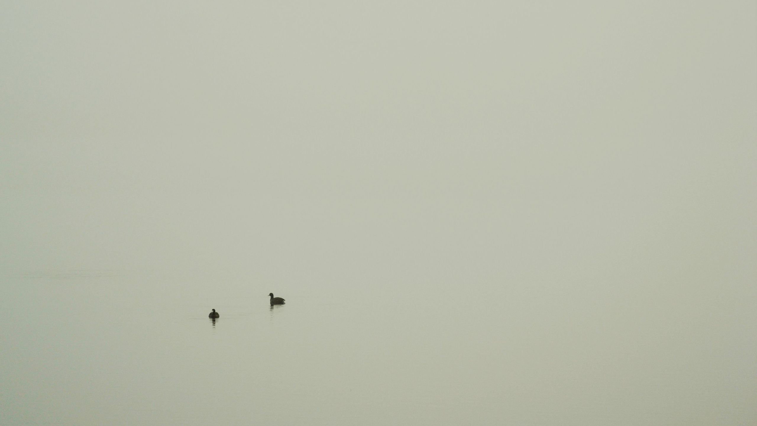 Wildlife preserve on a foggy day. Minimal or boring Any thoughts