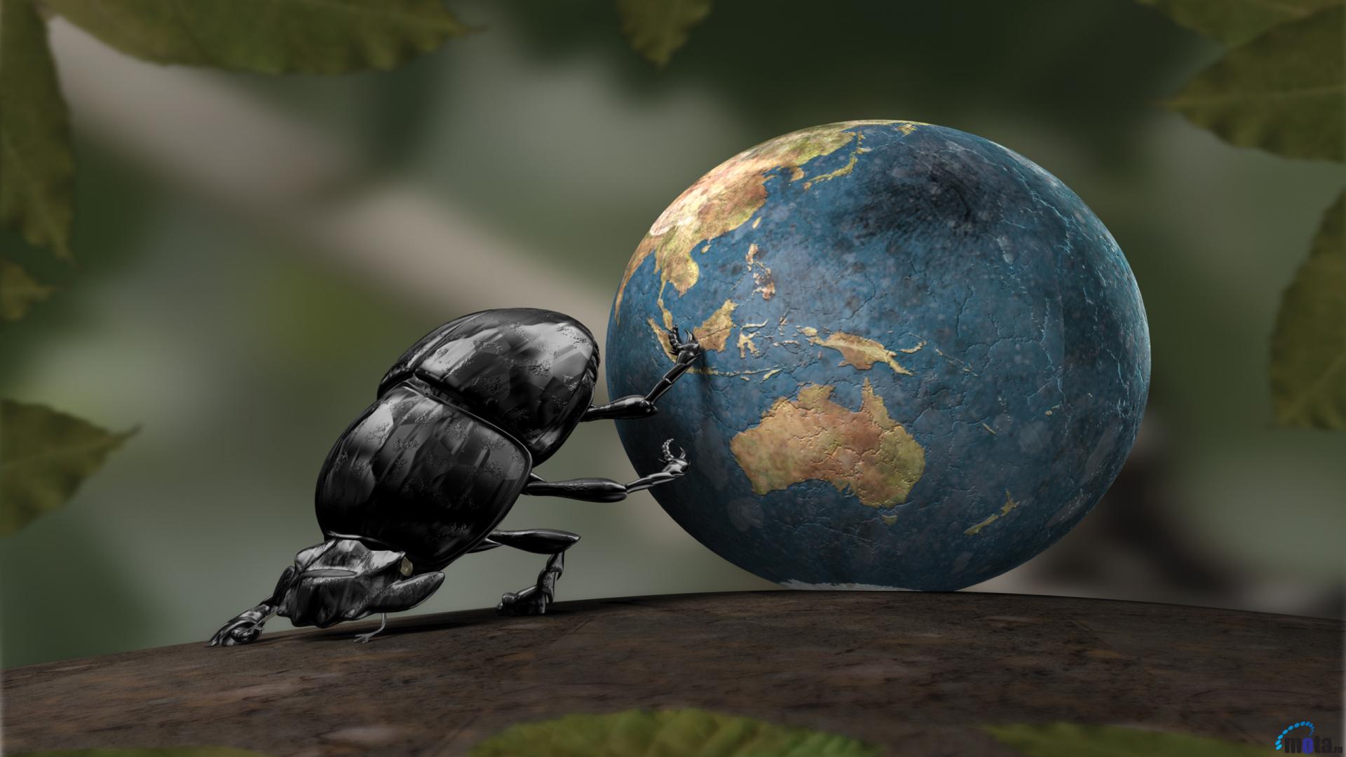 Download Wallpaper Earth-boring dung beetle (1920 x 1080 HDTV ...