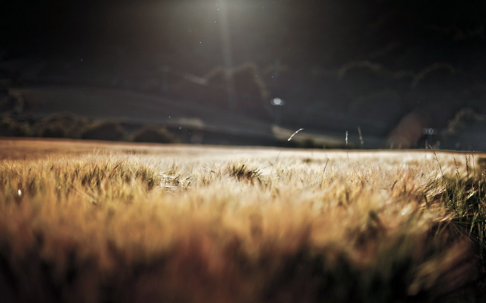 Field of Wheat in Storm Dark Light wallpapers | Field of Wheat in ...