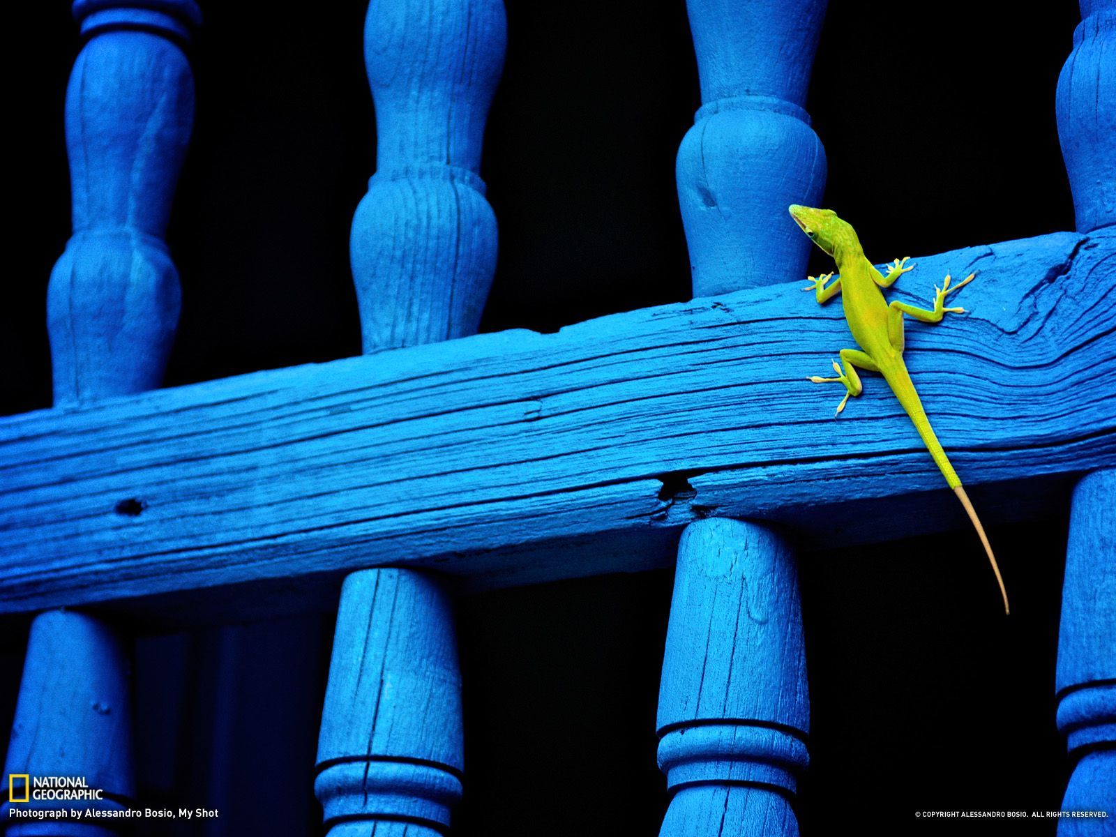 Lizard Picture -- Animal Wallpaper -- National Geographic Photo of ...