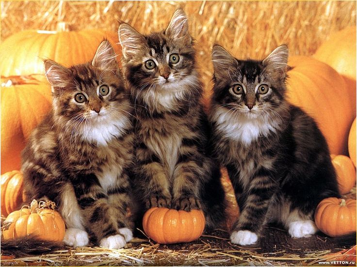 autumn animals | animal autumn Pumpkin cats – Animals Cats HD ...