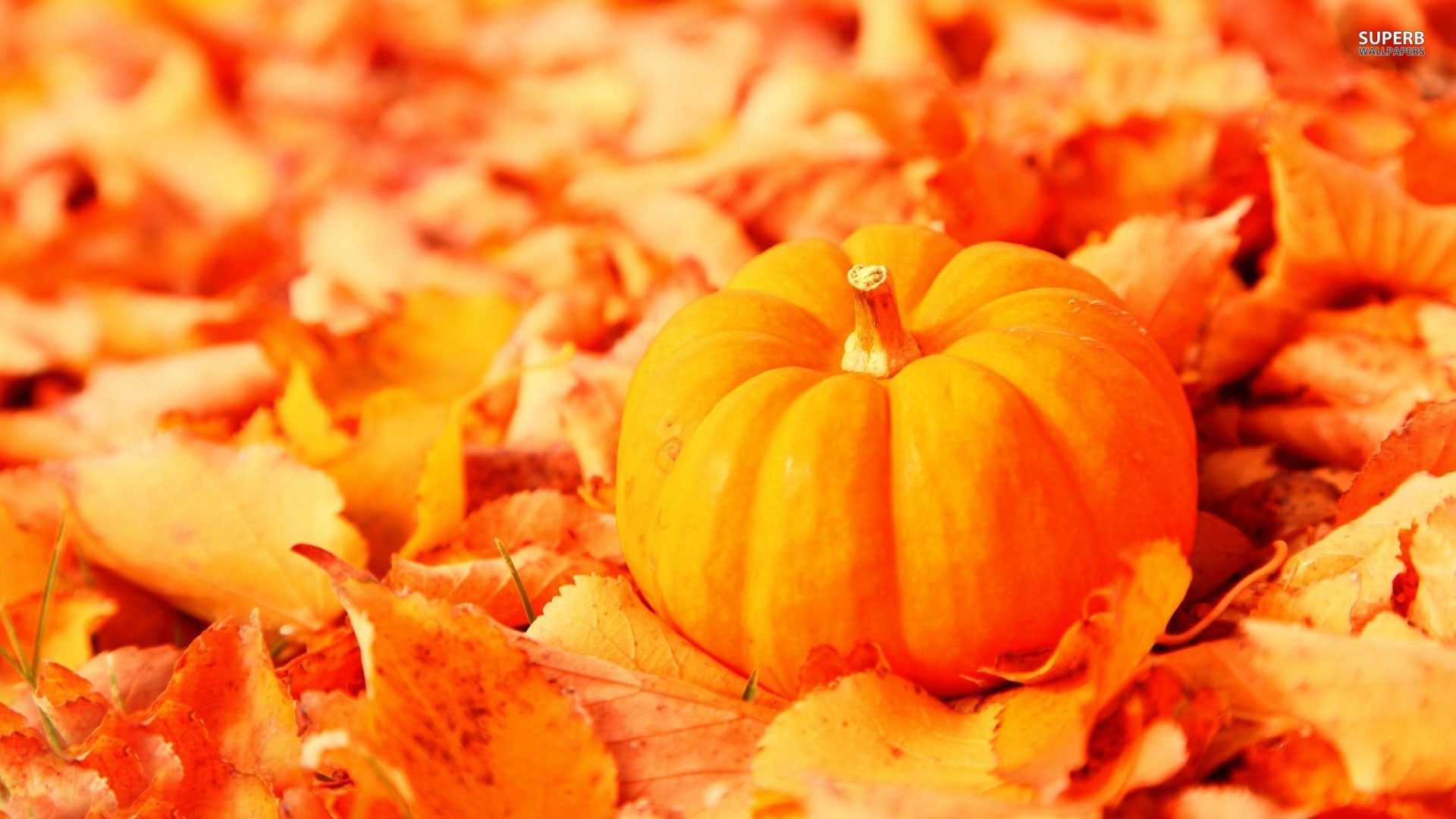 autumn leaves and pumpkins | HD Wallpapera (High Resolution)