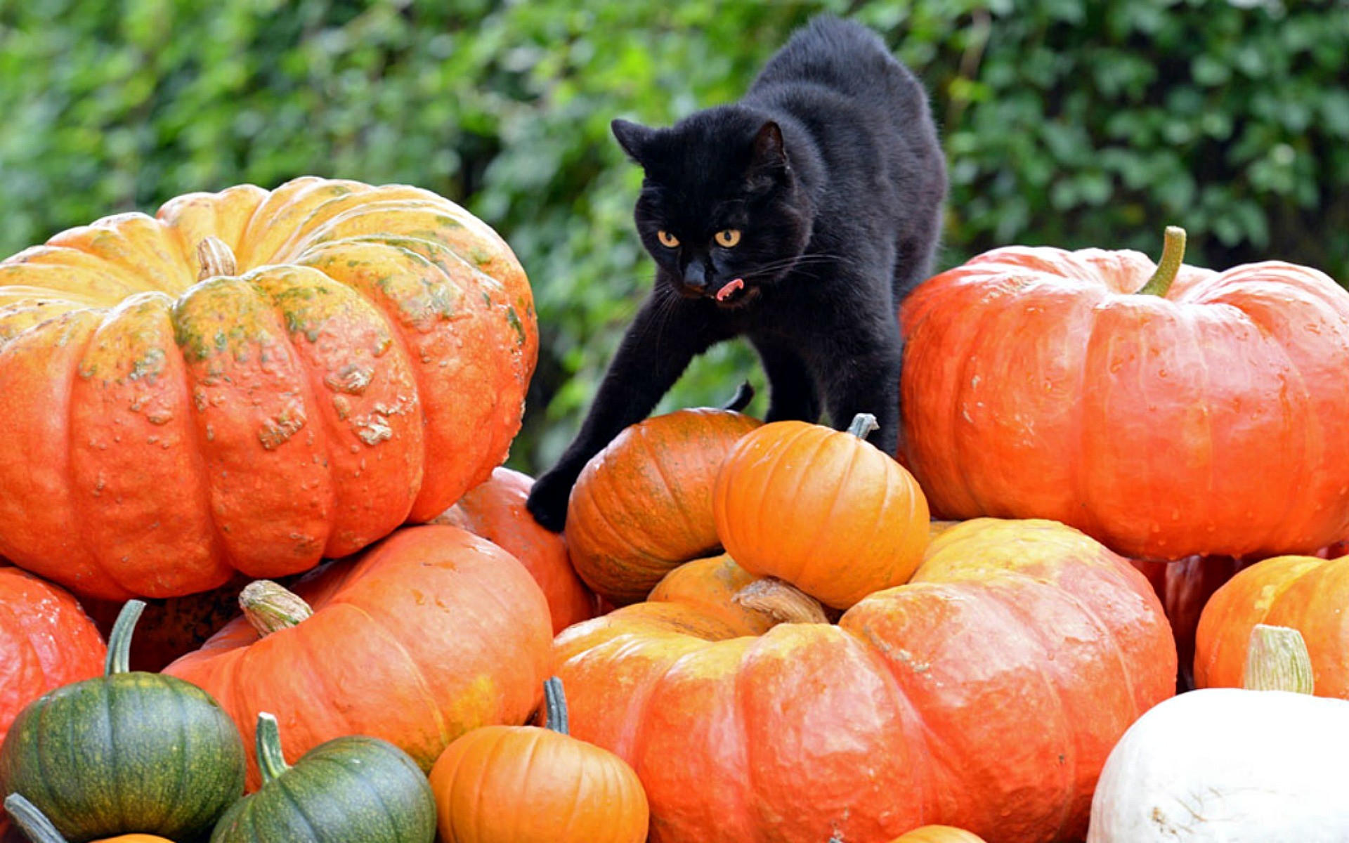 Cats: Checking Pumpkins Cat Animals Halloween Wallpaper For ...