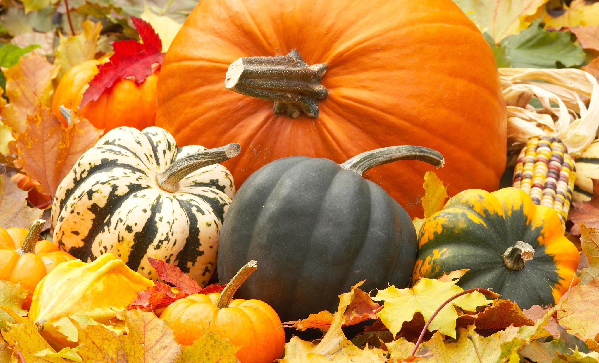 autumn pictures with pumpkins | Pretty Desktop Laptop Mobile HD ...