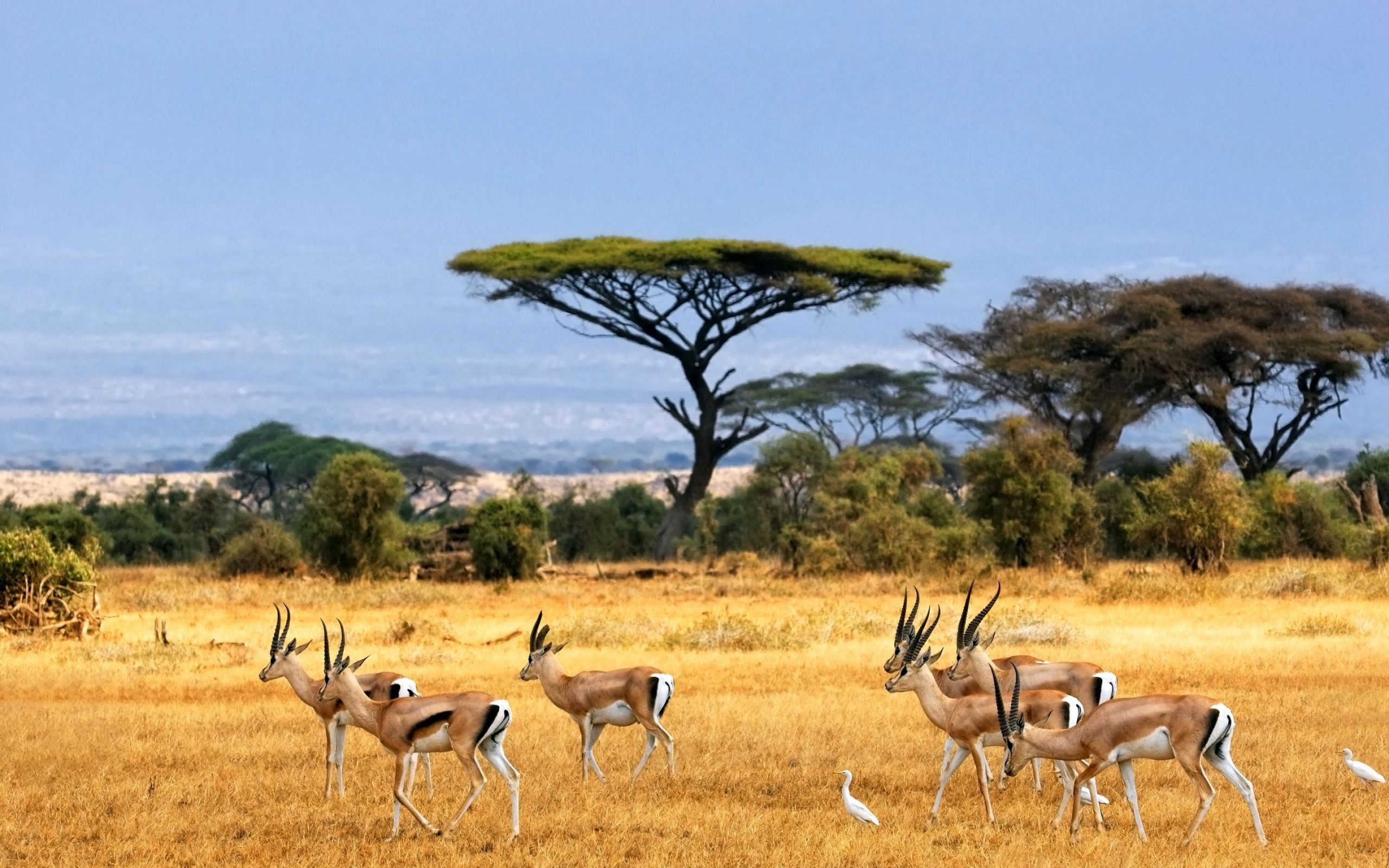 African Landscape Of African Animals Wallpaper Download