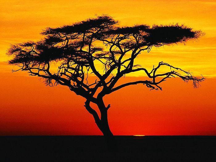 Natural Landscapes Wallpapers Acacia Tree At Sunset Africa