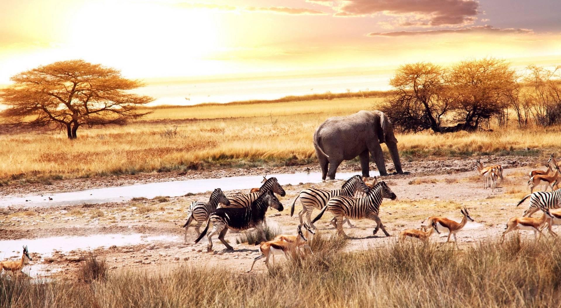 African Landscape Of African Savanna | Download HD Wallpapers Photos