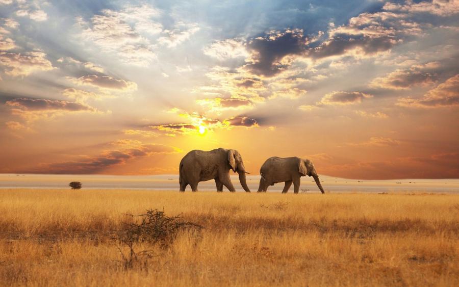 Landscapes of Africa, Elephants Sunse - Pixdaus