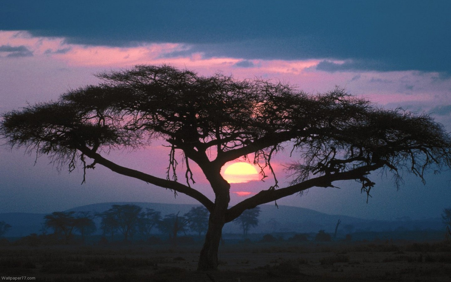 East African Sunset, 1440x900 pixels : Wallpapers tagged Landscape.