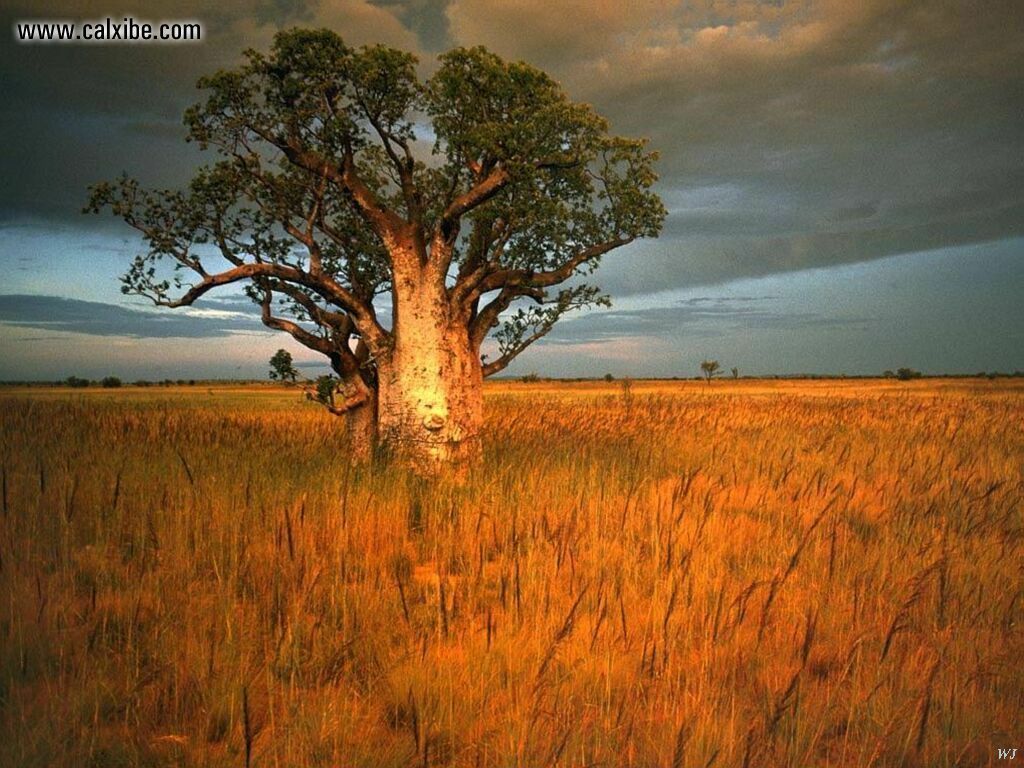 Nature: Landscapes African Tree, picture nr. 9630
