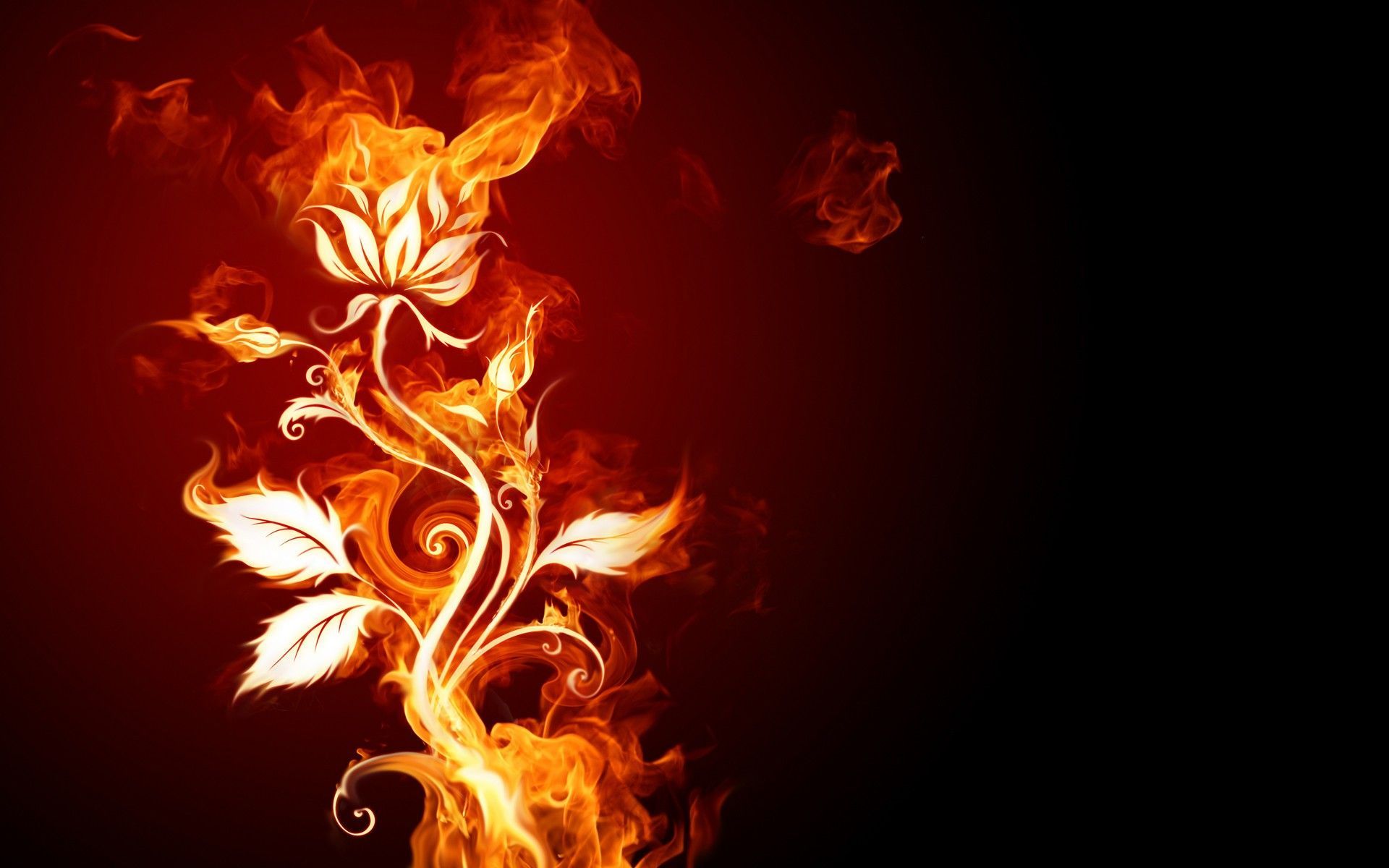 flames, flowers, fire, smoke, black background :: Wallpapers
