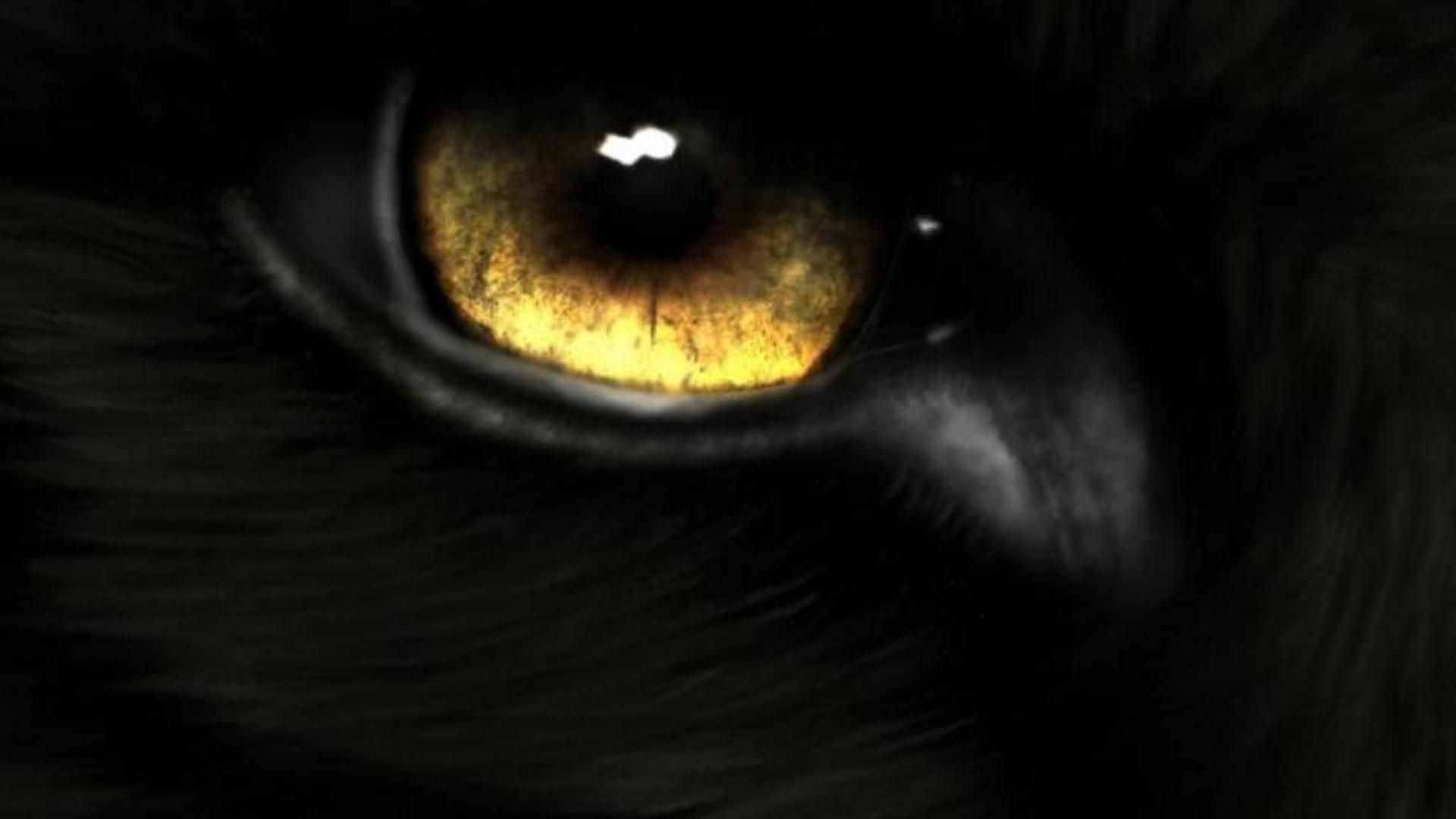 Black wolf eye fire and ice the pack wallpaper - (#41024) - High ...