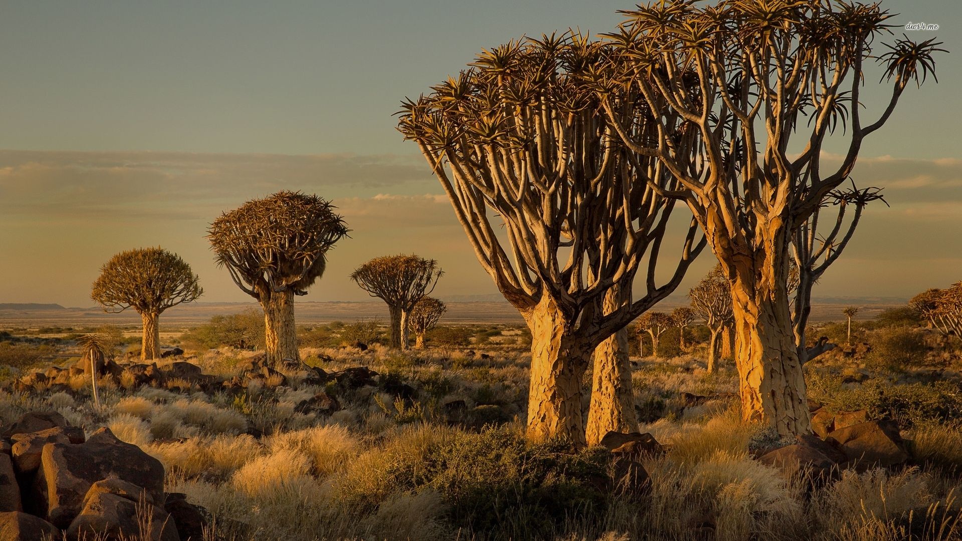 Interesting trees in the desert wallpaper - Nature wallpapers -
